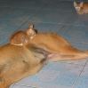Muddy and kits2.jpg Muddy and kits2.jpg
